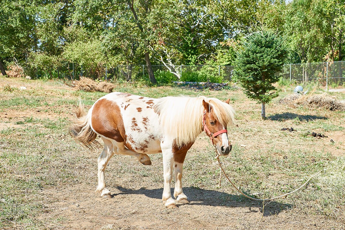 Pony riding