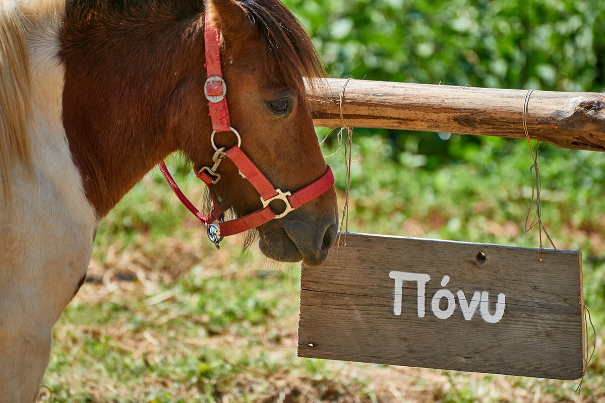 Pony riding