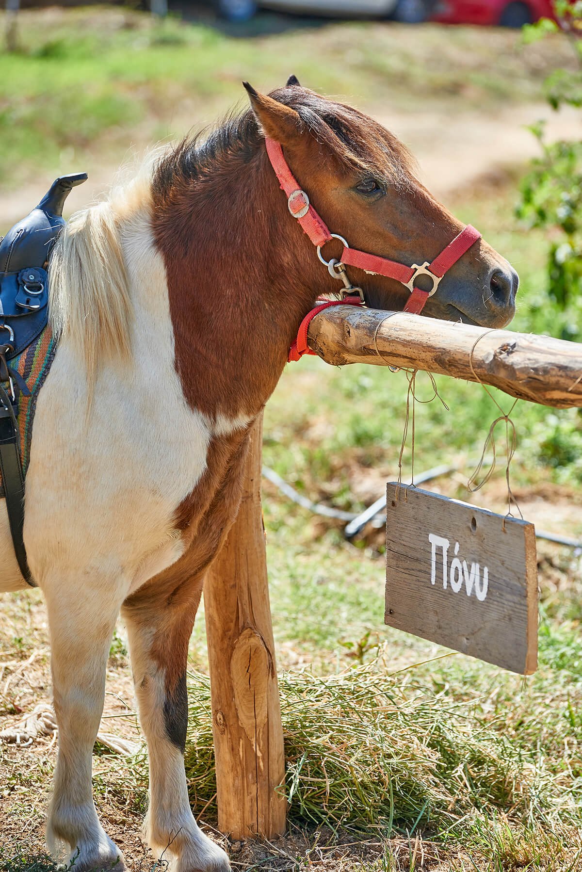 Pony riding