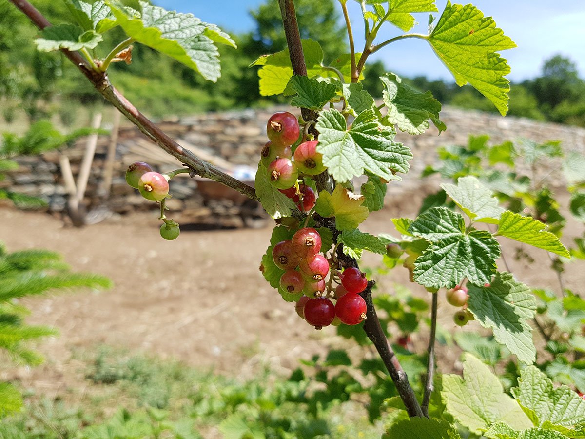 Our garden